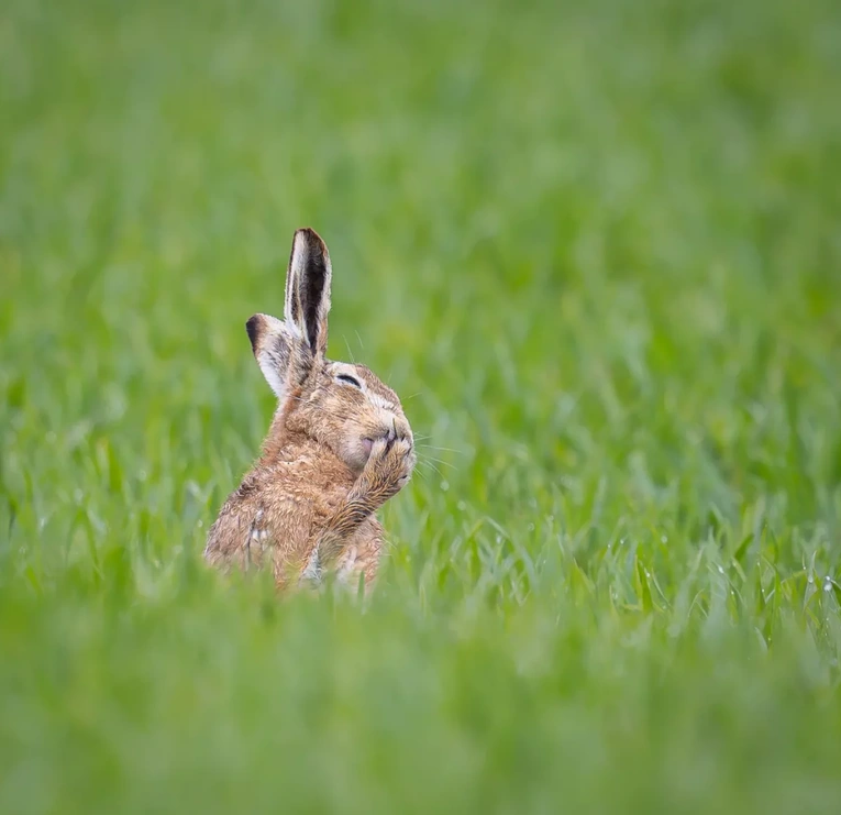Ну что вы, что вы, бросьте дурачиться! | Источник: Carolyn Moore / Nikon Comedy Wildlife Photography Awards 2026