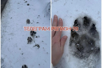 Следы в Томске принадлежат собаке, а не медведю