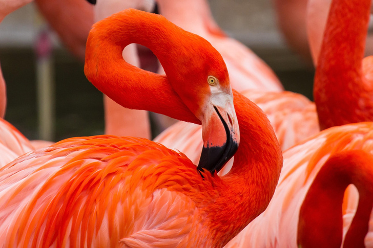 Птицы утренней зари: 9 любопытных фактов о фламинго
