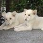 В Красноярске появились белые львы | ngs24.ru