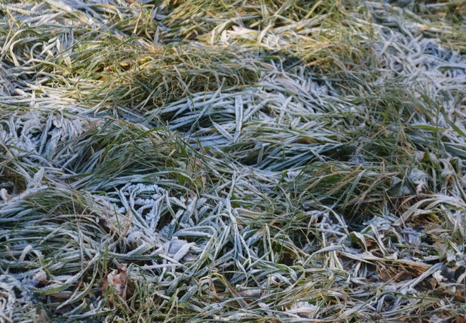 Ночью в Рязанской области ожидаются заморозки | ya62.ru
