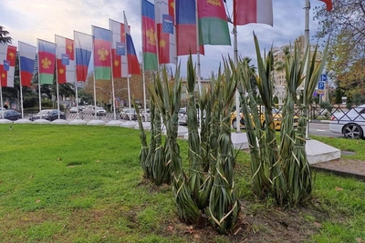 В Сочи начали утеплять экзотические растения на зиму