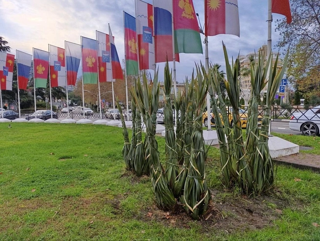 В Сочи обвязывают хрупкие кустарники, такие как новозеландский лен, олеандр, фейхоа, мирт, вереск, смолосемянник и драцена, чтобы снег не сломал ветви. | Источник: sochi.ru