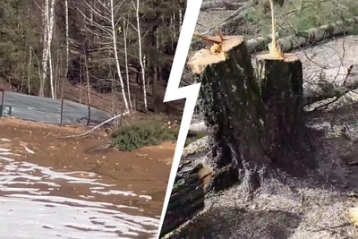 Жители Балашихи протестуют против вырубки рощи под стройку