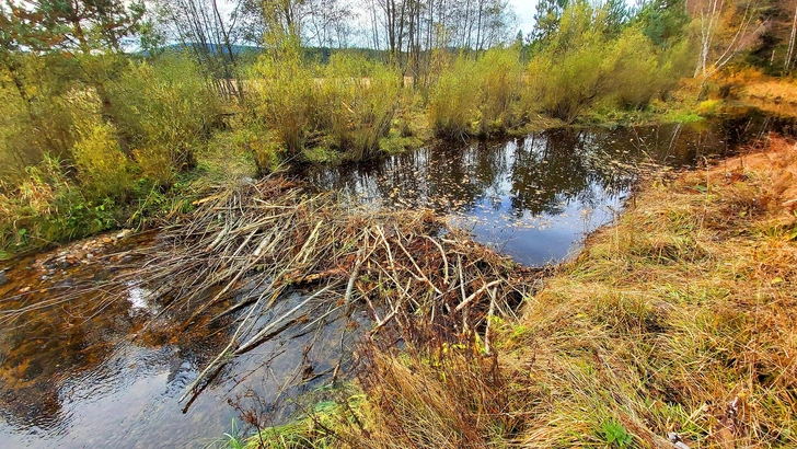 Иногда они возвращаются: в Великобритании выпустят в дикую природу почти сотню бобров