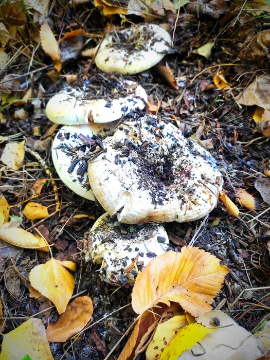 А вы давно ходили на грибную охоту? | Источник: Елена Ковалева