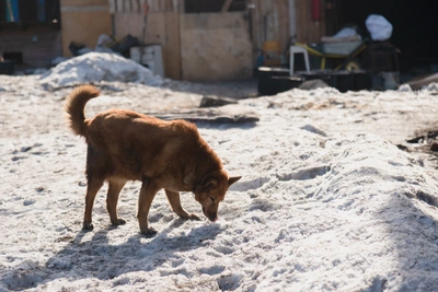 Архангельск ищет способы борьбы с загрязнением от собак
