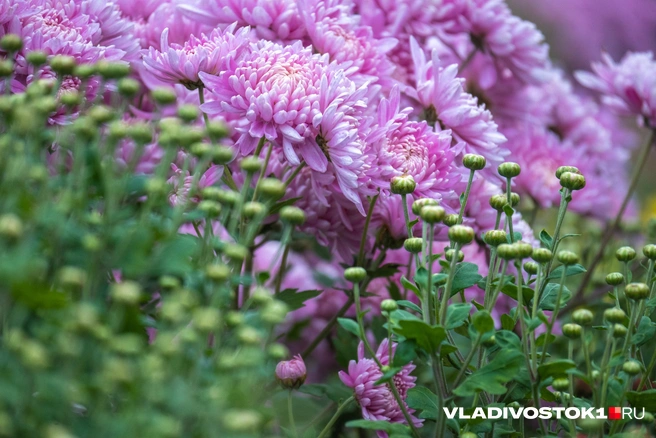 Источник: Елена Буйвол / VLADIVOSTOK1.RU