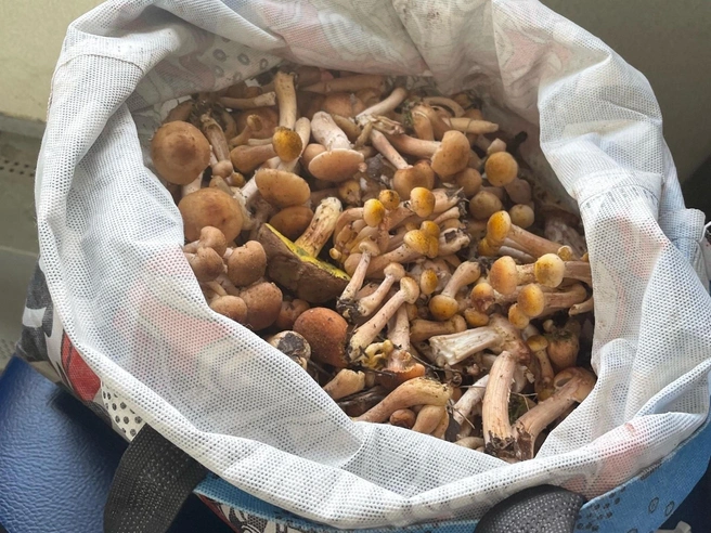 Источник: Наталья Тиганова / Грибы в Подмосковье 2025 / VK.com