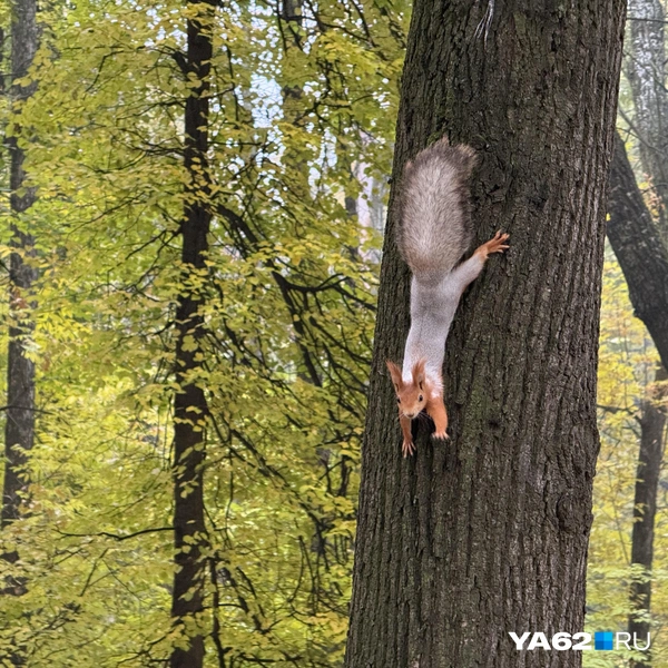 Этот уютный парк страшно трогать | Источник: Сергей Петунин / YA62.RU