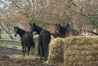 How Starozhilovo farm is saving the Russian Riding Horse from extinction