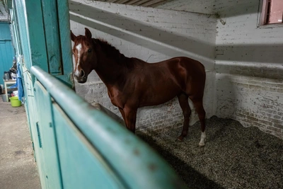 После сноса конюшен на Ростовском ипподроме вызвана полиция