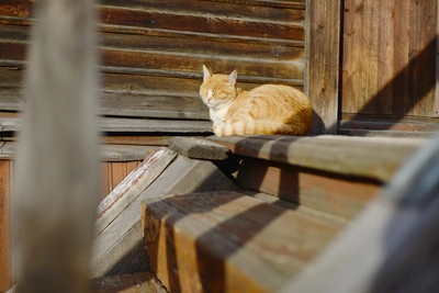 Температура в Архангельской области поднимется до +18°