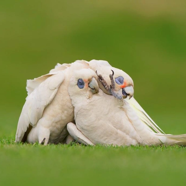 Источник: Franciscus Scheelings / Bird Photographer of the Year