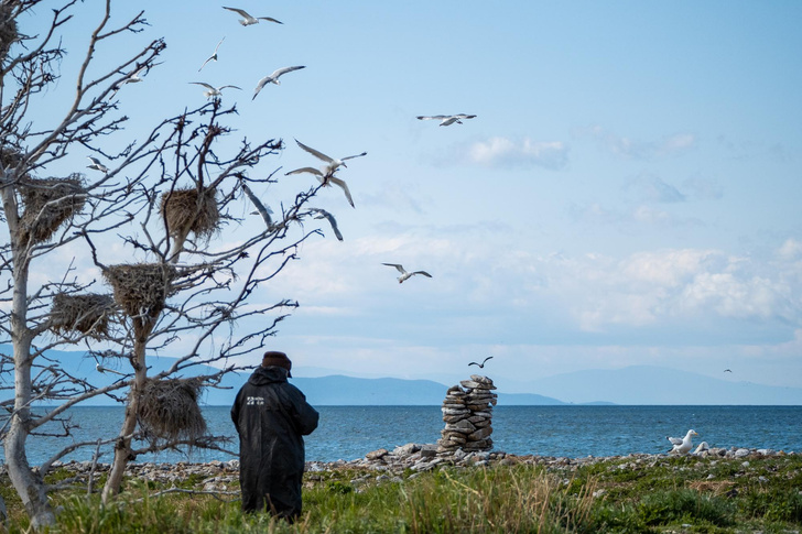 Нежелательный сосед: как большого баклана выживают с берегов Байкала