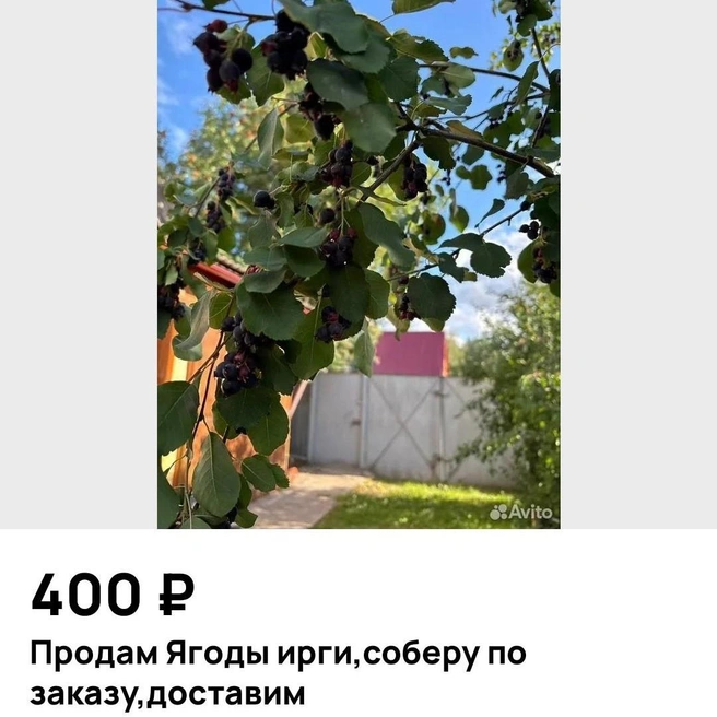Видимо, помимо ягоды, в стоимость заказа включены сбор и доставка | Источник: Avito.ru