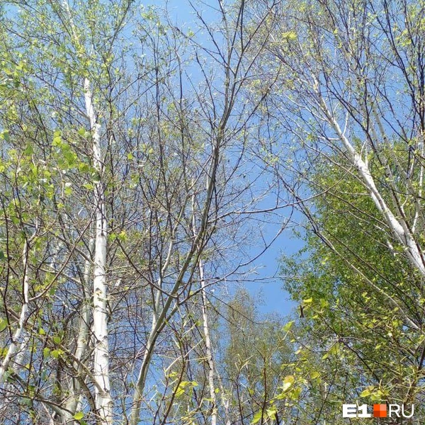 Источник: читательница E1.RU