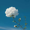userpic__Murena