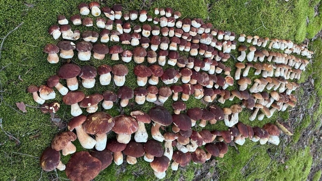 Такие вот водятся в Клепиковском районе | Источник: Телеграм-канал «Грибы с глазами. Записки рязанского грибника»