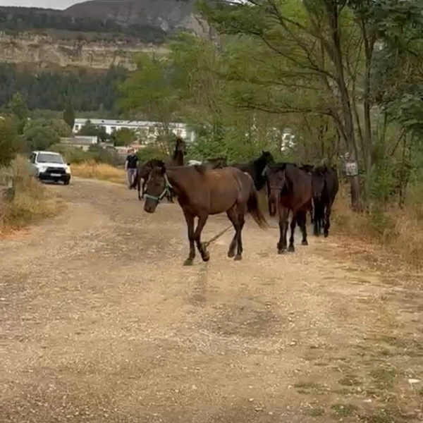 Животных эвакуировали на штрафстоянку | Источник: Евгений Моисеев / T.me