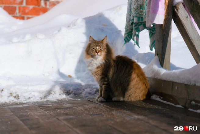 Коты находятся на свободном выгуле во дворе музея | Источник: Иван Митюшёв