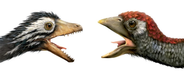 Руководствуясь новым методом, ученые доказали, что конфуциусорнис (слева) имел яркие рыжие, белые и черные пятна. Его дальний родственник археоптерикс (справа), напротив, был преимущественно черным | Источник: журнал «Вокруг света»