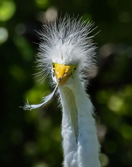 Источник: Mary Hulshouser / www.comedywildlifephoto.com