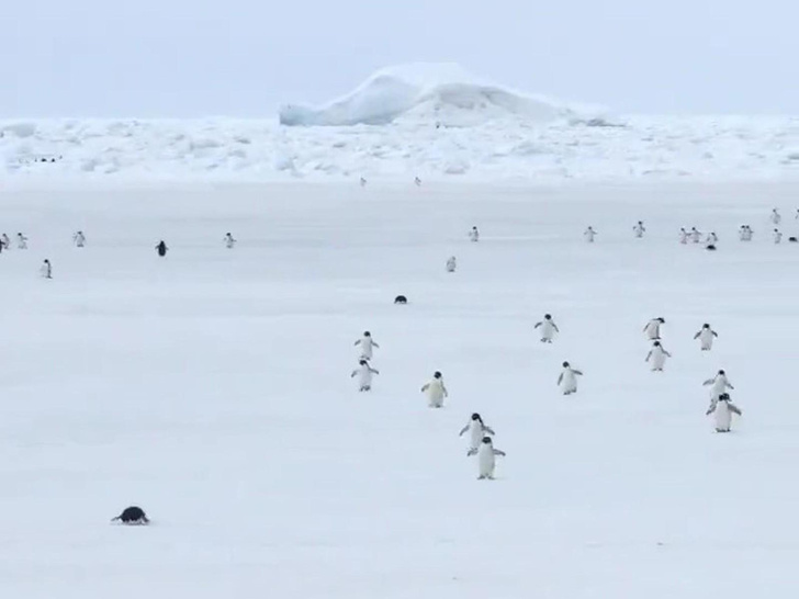 Что будет, если ускорить пингвина в 5 раз и наложить музыку из «Тетриса»? Самое залипательное видео из Антарктики