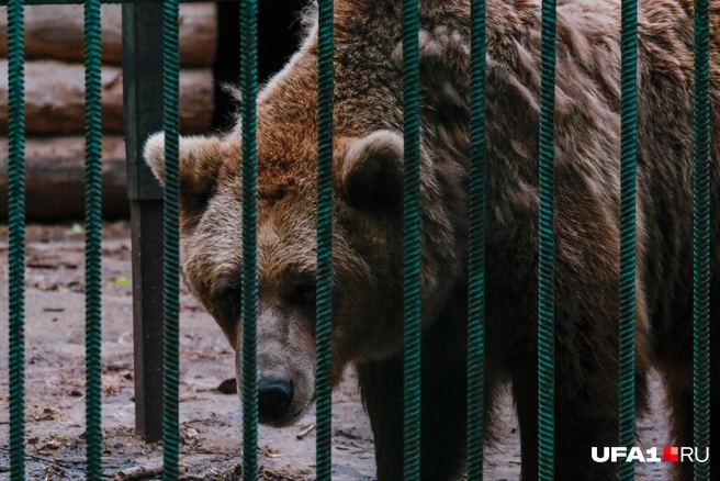 Здесь всё те же грустные медведи | Источник: Булат Салихов / UFA1.RU