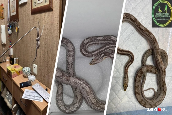 Змей оказался на втором этаже квартиры на улице Чернышевского | Источник: Волонтеры «Дикого Леса» / Telegram