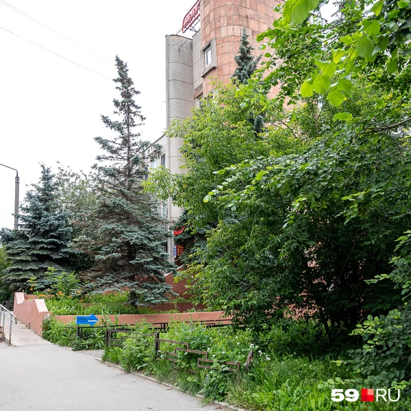 У тротуара зеленеют деревья и газон  | Источник: Василина Любимова / 59.RU