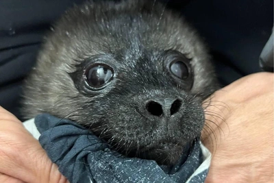 Первый нерпенок спасен в Карелии — девочка 3,6 кг