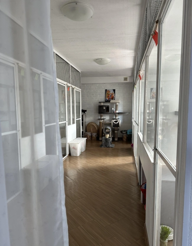 В отеле для кошек остаются два свободных места | Источник: Фотография от владельца / 2ГИС