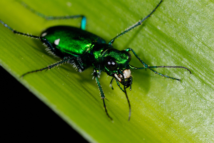 Почему насекомые падают с высоты без вреда для себя?