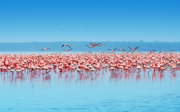 Территория фламинго: как грациозные розовые птицы взяли пример с китов, чтобы выживать на диете из планктона