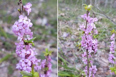 В Нижегородской области зацвел опасный волчеягодник