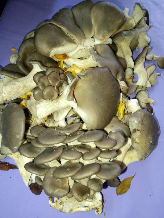 Грибы Ярославской области / Vk.com | Источник: Недавняя находка Елены Лебедевой