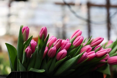 Погода в Рязани на 8 марта: первый весенний сюрприз