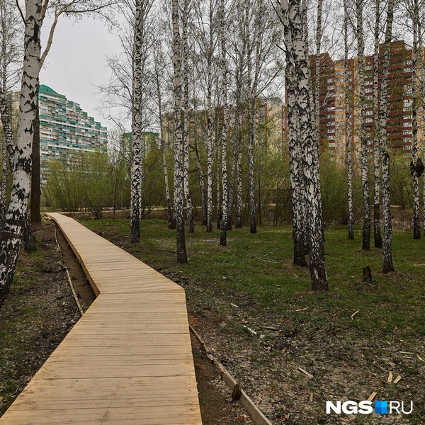 Так парящая экотропа выглядела изначально. Скоро и эту часть обнесут забором | Источник: Александр Ощепков / NGS.RU