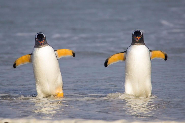 Эмигранты в Антарктику: ученые назвали место, откуда пингвины расселились по Земле