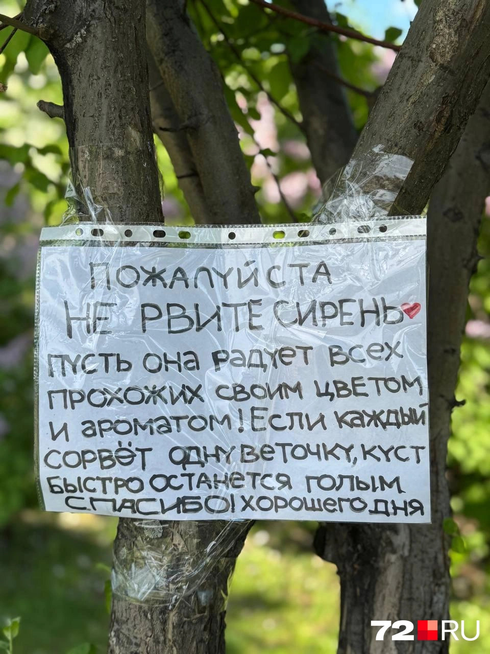 Такое объявление висит около нескольких кустарников сирени | Источник: Арина Екимочева / 72.RU