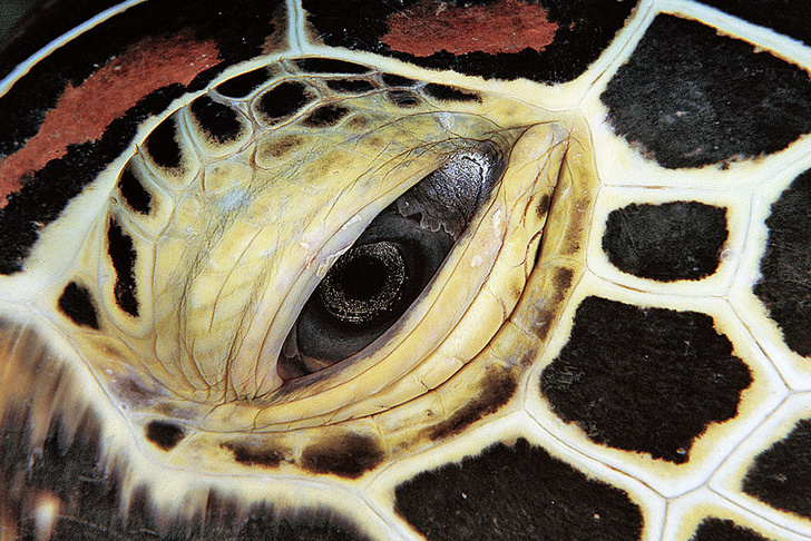 Тише едешь — дольше будешь: долголетие и другие загадки гигантских черепах