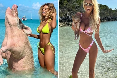 Знаменитости и свиньи: праздничные снимки