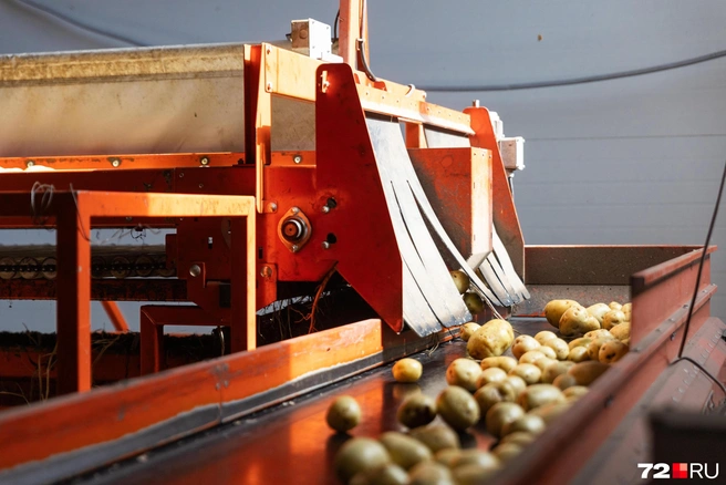 Завод находится в 130 километрах от Тюмени — в селе Упорово. Переработкой картофеля тут занялись совсем недавно — в 2019 году | Источник: Максим Майер / 72.RU