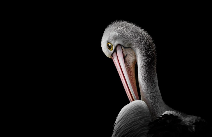 Изящный пеликан и мертвая коала: оцените снимки победителей конкурса Australian Geographic Nature Photographer of the Year 2026 | Источник: Aaryan Dhakal / Australian Geographic Nature Photographer 2026
