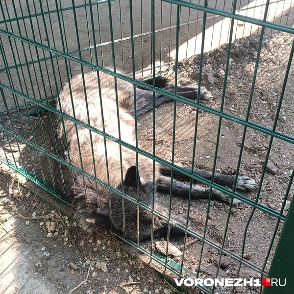 Это канадский волк, которому жарко | Источник: Алёна Воропаева / Voronezh1.ru