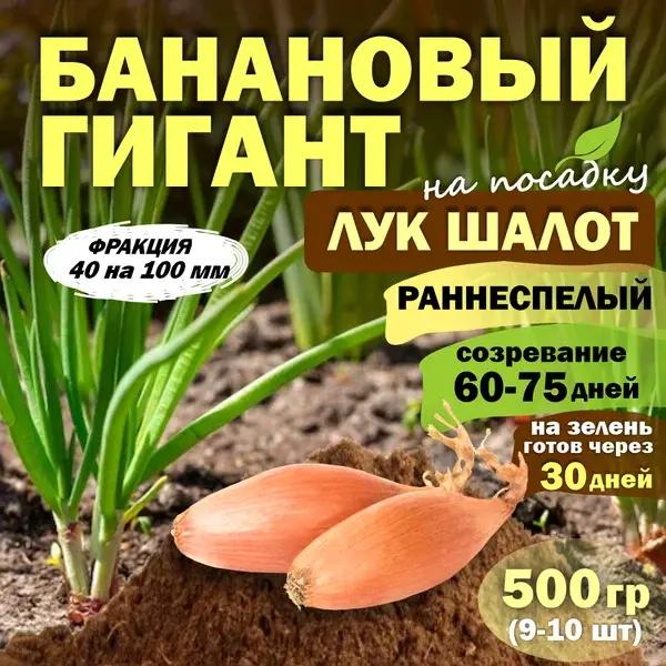 Лук севок шалот «Банановый гигант», 0,5 кг