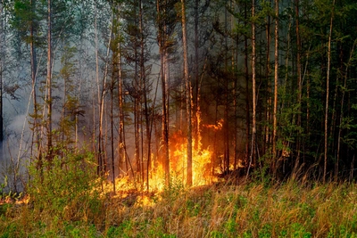 В Нижневартовском районе ввели режим ЧС из-за лесных пожаров