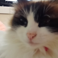 Аватарка Nashville