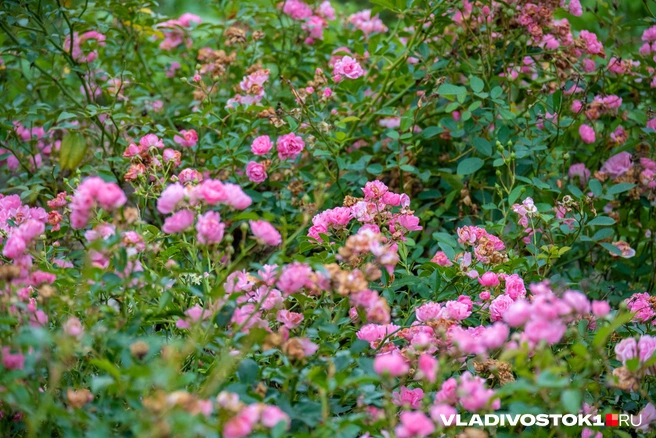 Источник: Елена Буйвол / VLADIVOSTOK1.RU